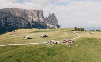 Seiser Alm mit grünen Almwiesen, Berghütten, Kühen und Dolomitenfelsen im Hintergrund.