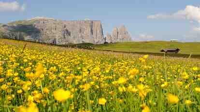 Yellow flower meadow on the Seiser Alm with the Dolomites in the background.