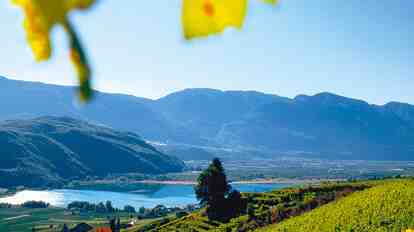 Lake Caldaro surrounded by vineyards and green scenery; in the background, the mountain landscape of South Tyrol.