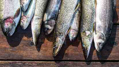Freshly caught fish on rustic wooden boards.