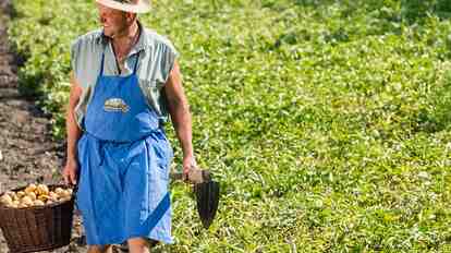 A chef and a farmer carry a basket of freshly harvested potatoes in a field.